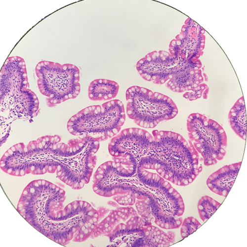 Histopathology